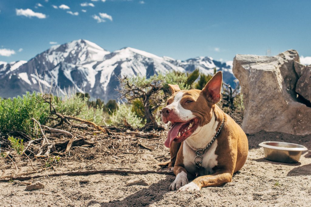 Air Travel With Your Pit Bull Terrier Dog