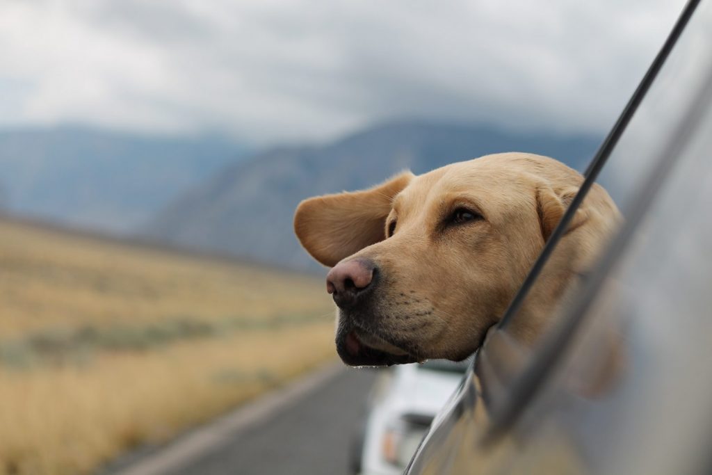 Travel With Your Pet