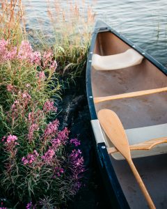 brown wooden boat on pink flower field during daytime