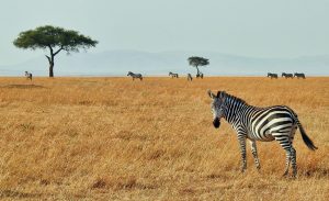 The 10 Commandments Of A Super Safari. The 10 Commandments Of A Super Safari.