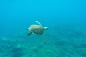 Caribbean Travel and Life