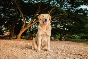 Travelling With Pets