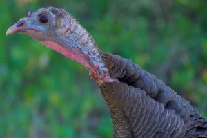 brown Visiting Turkey - Tips and Adviceblack turkey head