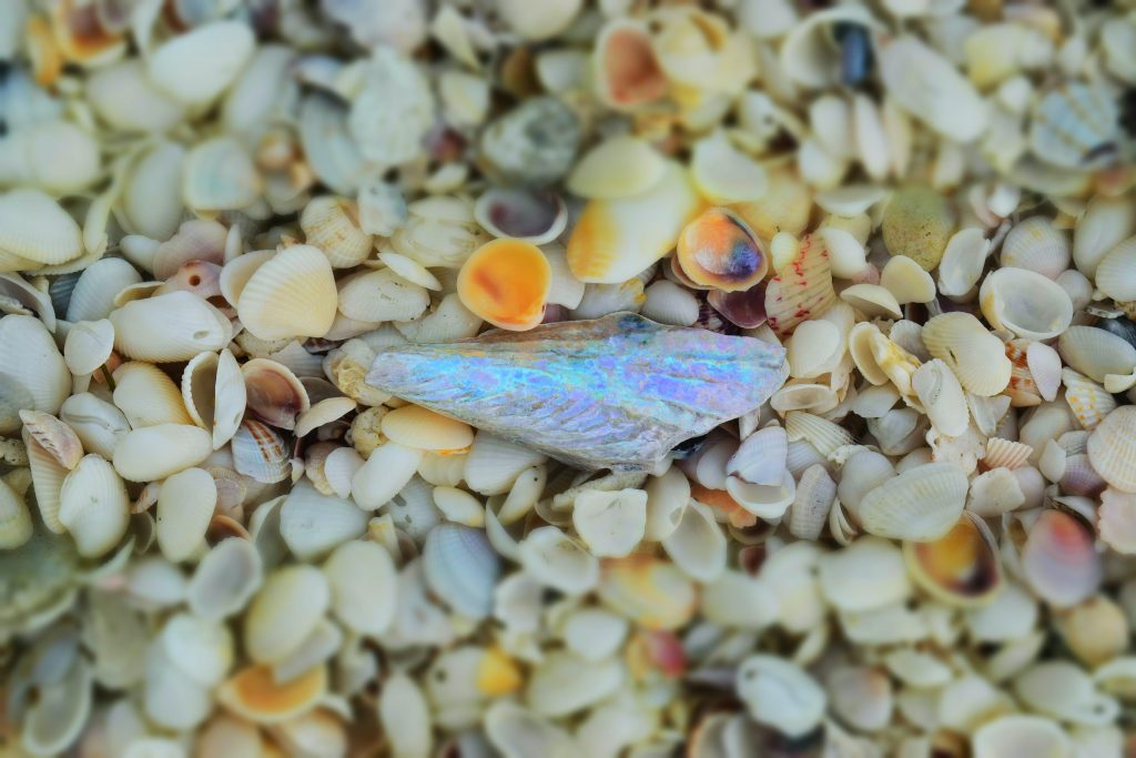 Seashells: Artifacts of the Ocean