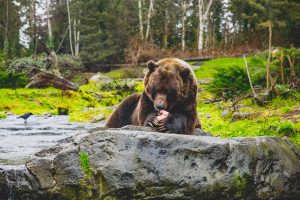 Seattle, Washington Wildlife